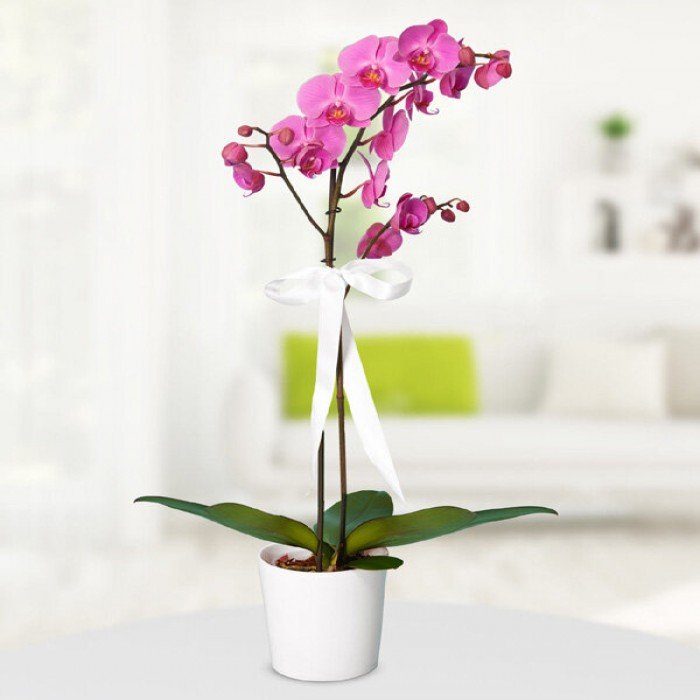 Bulunmaz Pembe Orkide